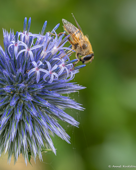 Kogeldistel en blinde bij 