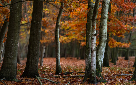 Herfstbos