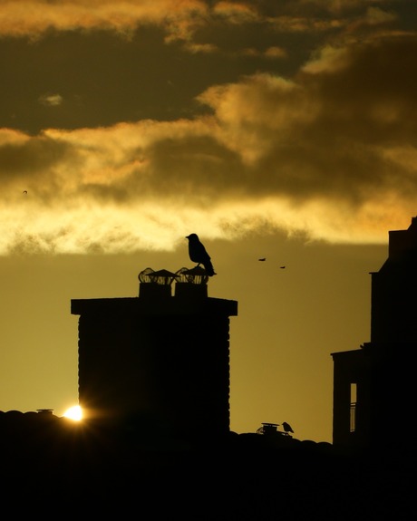 ...ochtendglorie....