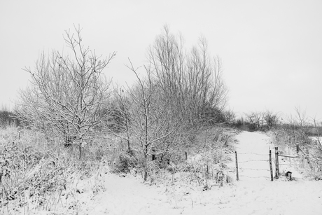 black and white in winter