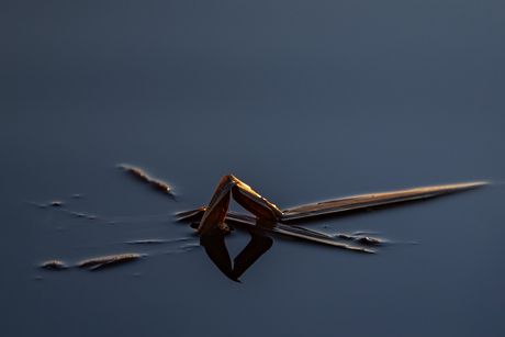 Abstract Riet
