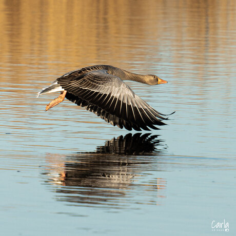 zoeven over het water