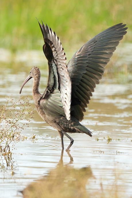 Zwarte ibis