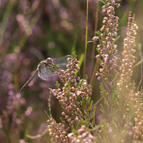 Libelle in de heide