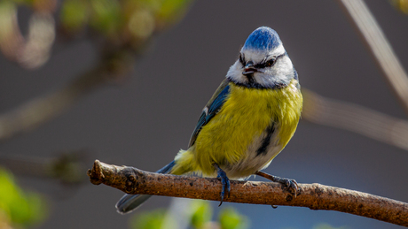 Pimpelmees in de tuin