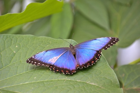 Blauwe morpho 