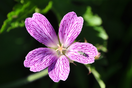 Plant / insect