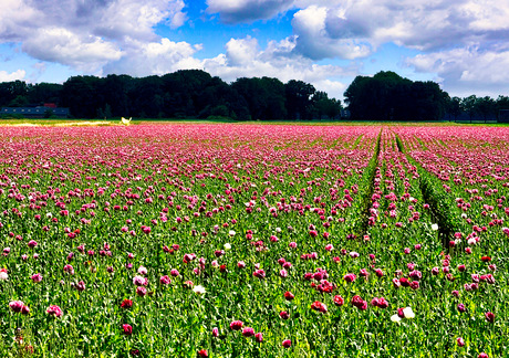 Flowerpower