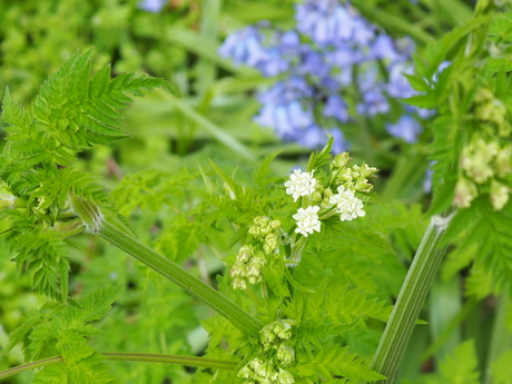 De Leidse hout: Hondspeterselie of fluitenkruid.