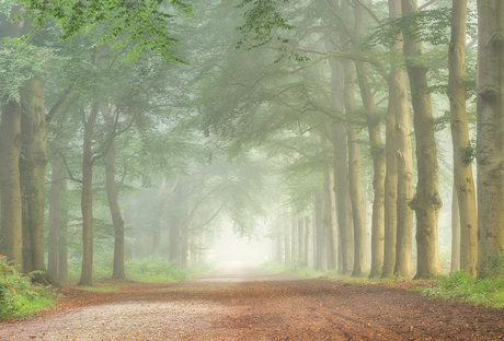 In het bos