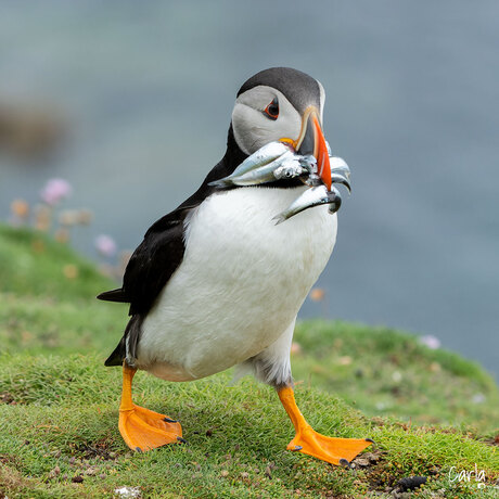 Puffin / Papagaaiduiker