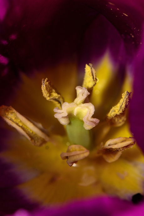 Binnenkant van een rode tulp