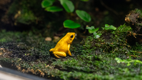 Dagje dierentuin GaiaZoo