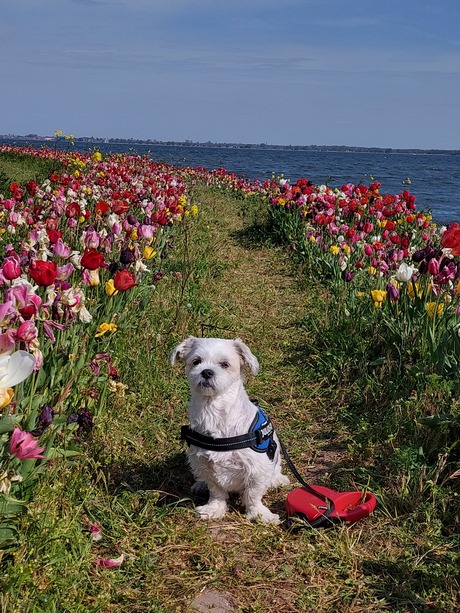 Bij de tulpeiland 