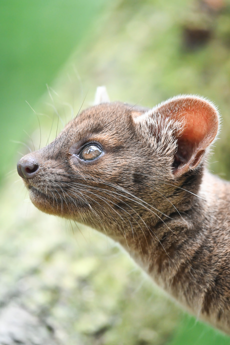 Fossa