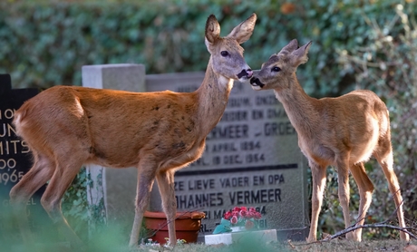 Natuur in de stad, de begraafplaats