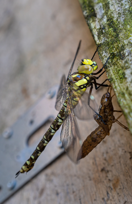 Dragonfly adult stage