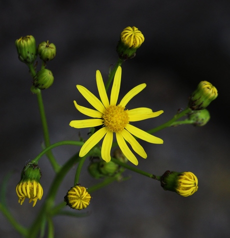 Petites fleurs jaunes