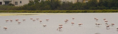 Europeese Flamingo's 