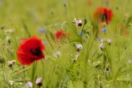 Wilde bloemen