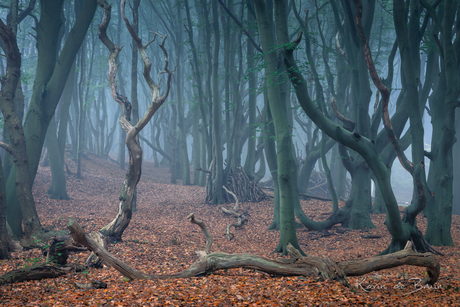 Blue Forest!