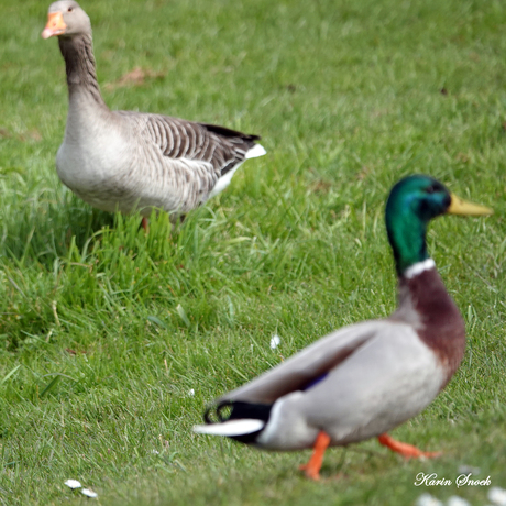 "Pompidom let maar niet op mij..."