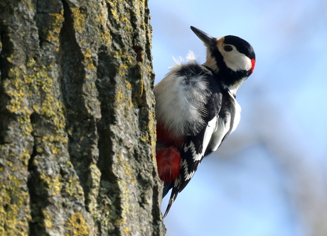 grote bonte specht