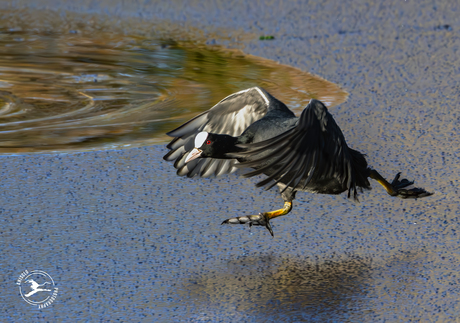 Komt er ijs in 2026?