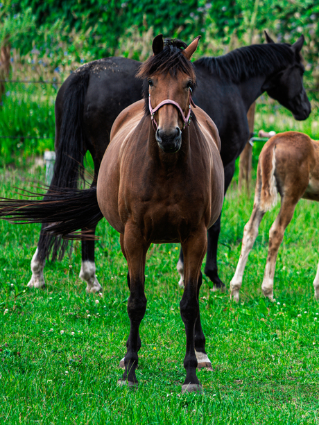Paard in de Wei