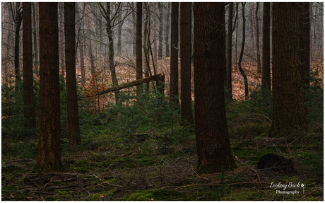 Waar de mist blijft hangen (landschap versie)