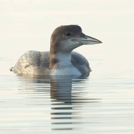 IJsduiker dichtbij ...