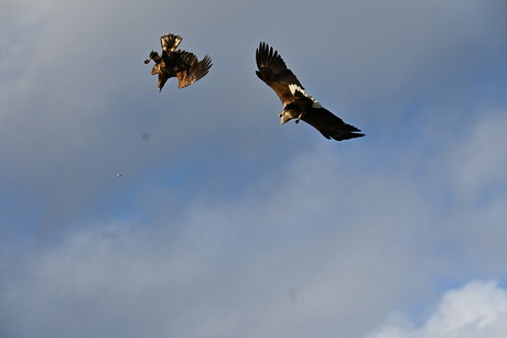 Wie pakt de vis het eerst?