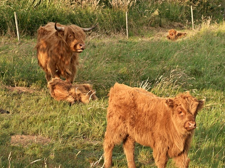 kinderdagverblijf schotse hooglanders