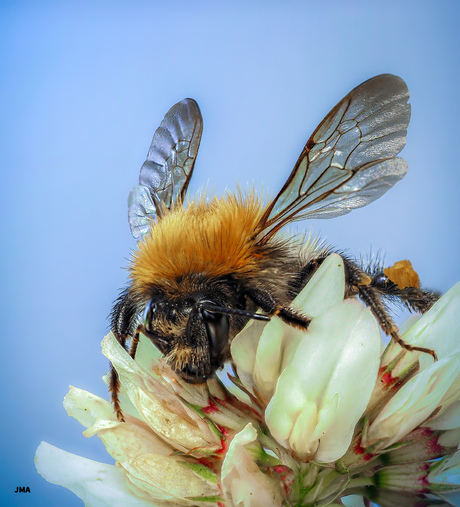 Akkerhommel.