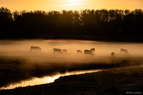 Koeien in de mist
