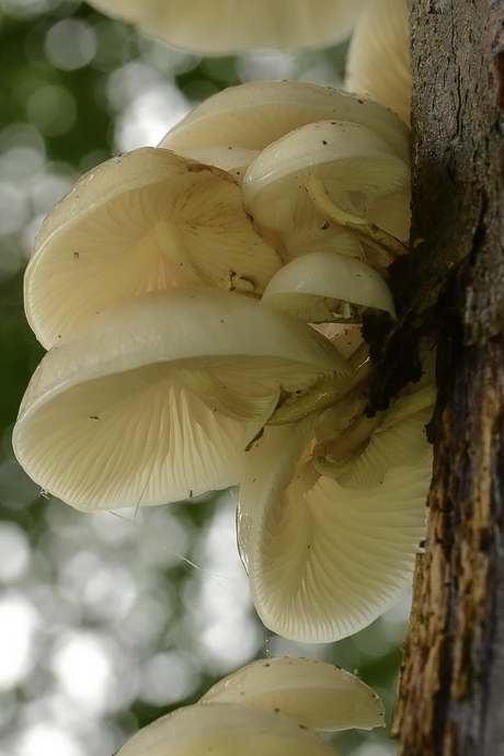 Paddenstoelen 