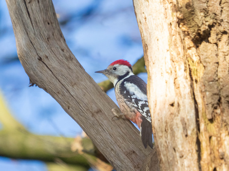 Middelste bonte specht