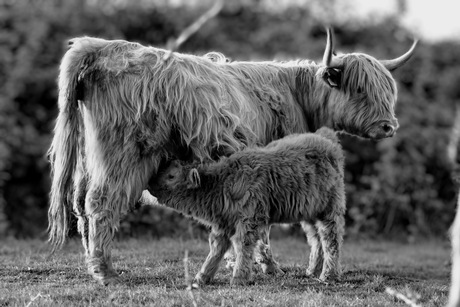 Schotse hooglanders 