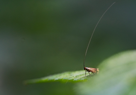 lange antenne