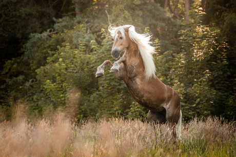 Haflinger Beauty