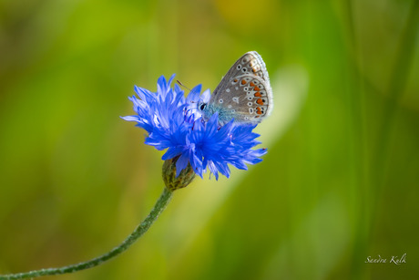 Icarus blauwtje