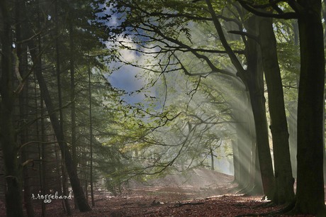 mist en zonneharp