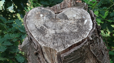 Hartenboom