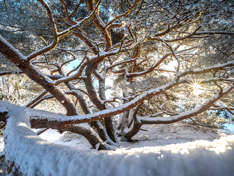 Sun and snow is magic