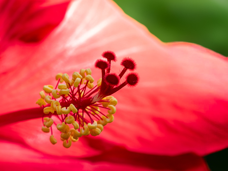 Het hart van de bloem