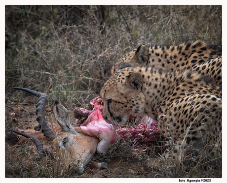 Cheeta's