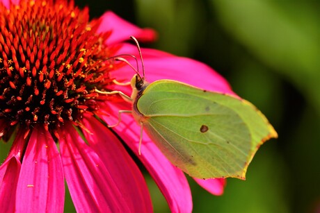 Citroenvlinder aan het foerageren op een Echinacea