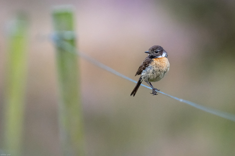 Roodborsttapuit op ijzerdraad 