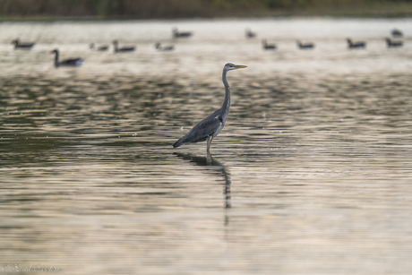 Reiger