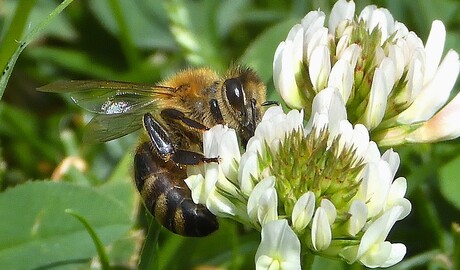 over de bloemetjes en de bijtjes 
